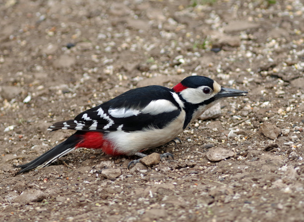 Woodpeckers | The Wildlife Trusts